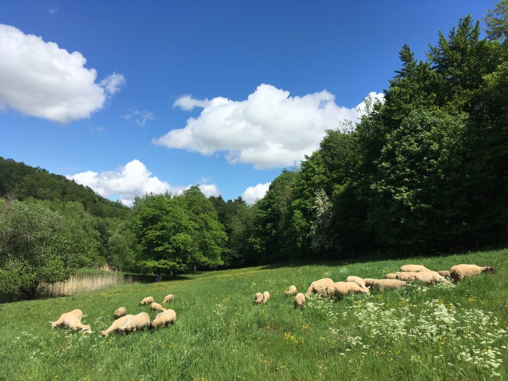 Moutons - Brasserie du Réservoir